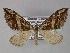  (Docirava fulgurata - BC ZSM Lep 27418)  @14 [ ] CreativeCommons - Attribution Non-Commercial Share-Alike (2010) Unspecified SNSB, Zoologische Staatssammlung Muenchen