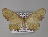  (Plagodis reticulata - BC ZSM Lep 27428)  @14 [ ] CreativeCommons - Attribution Non-Commercial Share-Alike (2010) Unspecified SNSB, Zoologische Staatssammlung Muenchen
