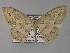  (Craspediopsis AH01Bu - BC ZSM Lep 27429)  @14 [ ] CreativeCommons - Attribution Non-Commercial Share-Alike (2010) Unspecified SNSB, Zoologische Staatssammlung Muenchen