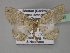  ( - BC ZSM Lep 27439)  @13 [ ] CreativeCommons - Attribution Non-Commercial Share-Alike (2010) Unspecified SNSB, Zoologische Staatssammlung Muenchen