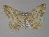  ( - BC ZSM Lep 27440)  @14 [ ] CreativeCommons - Attribution Non-Commercial Share-Alike (2010) Unspecified SNSB, Zoologische Staatssammlung Muenchen