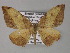  ( - BC ZSM Lep 27446)  @14 [ ] CreativeCommons - Attribution Non-Commercial Share-Alike (2010) Unspecified SNSB, Zoologische Staatssammlung Muenchen
