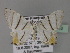  (Epiplema himala - BC ZSM Lep 27453)  @14 [ ] CreativeCommons - Attribution Non-Commercial Share-Alike (2010) Unspecified SNSB, Zoologische Staatssammlung Muenchen