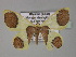  ( - BC ZSM Lep 27466)  @12 [ ] CreativeCommons - Attribution Non-Commercial Share-Alike (2010) Unspecified SNSB, Zoologische Staatssammlung Muenchen