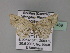  (Epiplema reticulata - BC ZSM Lep 27469)  @13 [ ] CreativeCommons - Attribution Non-Commercial Share-Alike (2010) Unspecified SNSB, Zoologische Staatssammlung Muenchen