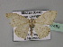  (Scopula AH01Bu - BC ZSM Lep 27483)  @14 [ ] CreativeCommons - Attribution Non-Commercial Share-Alike (2010) Unspecified SNSB, Zoologische Staatssammlung Muenchen