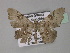  ( - BC ZSM Lep 27491)  @13 [ ] CreativeCommons - Attribution Non-Commercial Share-Alike (2010) Unspecified SNSB, Zoologische Staatssammlung Muenchen