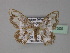 (Hyalospectra - BC ZSM Lep 27509)  @13 [ ] CreativeCommons - Attribution Non-Commercial Share-Alike (2010) Unspecified SNSB, Zoologische Staatssammlung Muenchen
