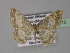  ( - BC ZSM Lep 27510)  @14 [ ] CreativeCommons - Attribution Non-Commercial Share-Alike (2010) Unspecified SNSB, Zoologische Staatssammlung Muenchen