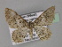  ( - BC ZSM Lep 27514)  @14 [ ] CreativeCommons - Attribution Non-Commercial Share-Alike (2010) Unspecified SNSB, Zoologische Staatssammlung Muenchen