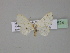  ( - BC ZSM Lep 27524)  @11 [ ] CreativeCommons - Attribution Non-Commercial Share-Alike (2010) Unspecified SNSB, Zoologische Staatssammlung Muenchen