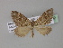  ( - BC ZSM Lep 27532)  @11 [ ] CreativeCommons - Attribution Non-Commercial Share-Alike (2010) Unspecified SNSB, Zoologische Staatssammlung Muenchen