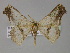  ( - BC ZSM Lep 27535)  @11 [ ] CreativeCommons - Attribution Non-Commercial Share-Alike (2010) Unspecified SNSB, Zoologische Staatssammlung Muenchen