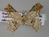 (Leptocolpia decaryi - BC ZSM Lep 27536)  @13 [ ] CreativeCommons - Attribution Non-Commercial Share-Alike (2010) Unspecified SNSB, Zoologische Staatssammlung Muenchen