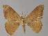 ( - BC ZSM Lep 27540)  @11 [ ] CreativeCommons - Attribution Non-Commercial Share-Alike (2010) Unspecified SNSB, Zoologische Staatssammlung Muenchen
