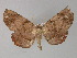  ( - BC ZSM Lep 27544)  @11 [ ] CreativeCommons - Attribution Non-Commercial Share-Alike (2010) Unspecified SNSB, Zoologische Staatssammlung Muenchen