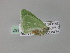  (Thetidia volgaria - BC ZSM Lep 27587)  @12 [ ] CreativeCommons - Attribution Non-Commercial Share-Alike (2010) Unspecified SNSB, Zoologische Staatssammlung Muenchen