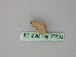  ( - BC ZSM Lep 27592)  @12 [ ] CreativeCommons - Attribution Non-Commercial Share-Alike (2010) Unspecified SNSB, Zoologische Staatssammlung Muenchen
