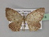  ( - BC ZSM Lep 27718)  @13 [ ] CreativeCommons - Attribution Non-Commercial Share-Alike (2010) Unspecified SNSB, Zoologische Staatssammlung Muenchen