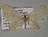  ( - BC ZSM Lep 27719)  @12 [ ] CreativeCommons - Attribution Non-Commercial Share-Alike (2010) Unspecified SNSB, Zoologische Staatssammlung Muenchen