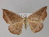  ( - BC ZSM Lep 27726)  @12 [ ] CreativeCommons - Attribution Non-Commercial Share-Alike (2010) Unspecified SNSB, Zoologische Staatssammlung Muenchen