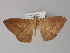  ( - BC ZSM Lep 27727)  @12 [ ] CreativeCommons - Attribution Non-Commercial Share-Alike (2010) Unspecified SNSB, Zoologische Staatssammlung Muenchen