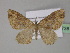  ( - BC ZSM Lep 27738)  @14 [ ] CreativeCommons - Attribution Non-Commercial Share-Alike (2010) Unspecified SNSB, Zoologische Staatssammlung Muenchen