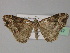  ( - BC ZSM Lep 27747)  @14 [ ] CreativeCommons - Attribution Non-Commercial Share-Alike (2010) Unspecified SNSB, Zoologische Staatssammlung Muenchen