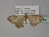  ( - BC ZSM Lep 27748)  @12 [ ] CreativeCommons - Attribution Non-Commercial Share-Alike (2010) Unspecified SNSB, Zoologische Staatssammlung Muenchen