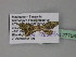  ( - BC ZSM Lep 27756)  @12 [ ] CreativeCommons - Attribution Non-Commercial Share-Alike (2010) Unspecified SNSB, Zoologische Staatssammlung Muenchen