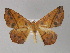  ( - BC ZSM Lep 27758)  @13 [ ] CreativeCommons - Attribution Non-Commercial Share-Alike (2010) Unspecified SNSB, Zoologische Staatssammlung Muenchen