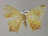  ( - BC ZSM Lep 27769)  @12 [ ] CreativeCommons - Attribution Non-Commercial Share-Alike (2010) Unspecified SNSB, Zoologische Staatssammlung Muenchen