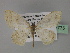  ( - BC ZSM Lep 27775)  @11 [ ] CreativeCommons - Attribution Non-Commercial Share-Alike (2010) Unspecified SNSB, Zoologische Staatssammlung Muenchen