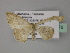  ( - BC ZSM Lep 27776)  @13 [ ] CreativeCommons - Attribution Non-Commercial Share-Alike (2010) Unspecified SNSB, Zoologische Staatssammlung Muenchen