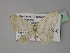  ( - BC ZSM Lep 27777)  @12 [ ] CreativeCommons - Attribution Non-Commercial Share-Alike (2010) Unspecified SNSB, Zoologische Staatssammlung Muenchen
