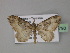  ( - BC ZSM Lep 27790)  @13 [ ] CreativeCommons - Attribution Non-Commercial Share-Alike (2010) Unspecified SNSB, Zoologische Staatssammlung Muenchen