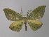  ( - BC ZSM Lep 31128)  @14 [ ] CreativeCommons - Attribution Non-Commercial Share-Alike (2010) Unspecified SNSB, Zoologische Staatssammlung Muenchen