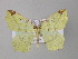  ( - BC ZSM Lep 31139)  @14 [ ] CreativeCommons - Attribution Non-Commercial Share-Alike (2010) Unspecified SNSB, Zoologische Staatssammlung Muenchen