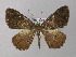  ( - BC ZSM Lep 31149)  @13 [ ] CreativeCommons - Attribution Non-Commercial Share-Alike (2010) Unspecified SNSB, Zoologische Staatssammlung Muenchen
