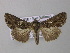  ( - BC ZSM Lep 31160)  @14 [ ] CreativeCommons - Attribution Non-Commercial Share-Alike (2010) Unspecified SNSB, Zoologische Staatssammlung Muenchen