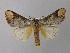  (Phalera AH02Tz - BC ZSM Lep 31199)  @14 [ ] CreativeCommons - Attribution Non-Commercial Share-Alike (2010) Unspecified SNSB, Zoologische Staatssammlung Muenchen