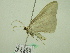  ( - BC ZSM Lep 33883)  @12 [ ] CreativeCommons - Attribution Non-Commercial Share-Alike (2010) Unspecified SNSB, Zoologische Staatssammlung Muenchen