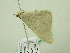  ( - BC ZSM Lep 33884)  @12 [ ] CreativeCommons - Attribution Non-Commercial Share-Alike (2010) Unspecified SNSB, Zoologische Staatssammlung Muenchen