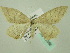  ( - BC ZSM Lep 33886)  @13 [ ] CreativeCommons - Attribution Non-Commercial Share-Alike (2010) Unspecified SNSB, Zoologische Staatssammlung Muenchen