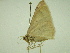  ( - BC ZSM Lep 33890)  @12 [ ] CreativeCommons - Attribution Non-Commercial Share-Alike (2010) Unspecified SNSB, Zoologische Staatssammlung Muenchen