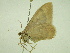 ( - BC ZSM Lep 33891)  @12 [ ] CreativeCommons - Attribution Non-Commercial Share-Alike (2010) Unspecified SNSB, Zoologische Staatssammlung Muenchen