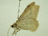  ( - BC ZSM Lep 33892)  @12 [ ] CreativeCommons - Attribution Non-Commercial Share-Alike (2010) Unspecified SNSB, Zoologische Staatssammlung Muenchen