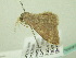  ( - BC ZSM Lep 33907)  @12 [ ] CreativeCommons - Attribution Non-Commercial Share-Alike (2010) Unspecified SNSB, Zoologische Staatssammlung Muenchen