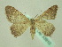  ( - BC ZSM Lep 33910)  @13 [ ] CreativeCommons - Attribution Non-Commercial Share-Alike (2010) Unspecified SNSB, Zoologische Staatssammlung Muenchen