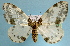  ( - BC ZSM Lep 32575)  @13 [ ] Copyright (2010) Unspecified SNSB, Zoologische Staatssammlung Muenchen